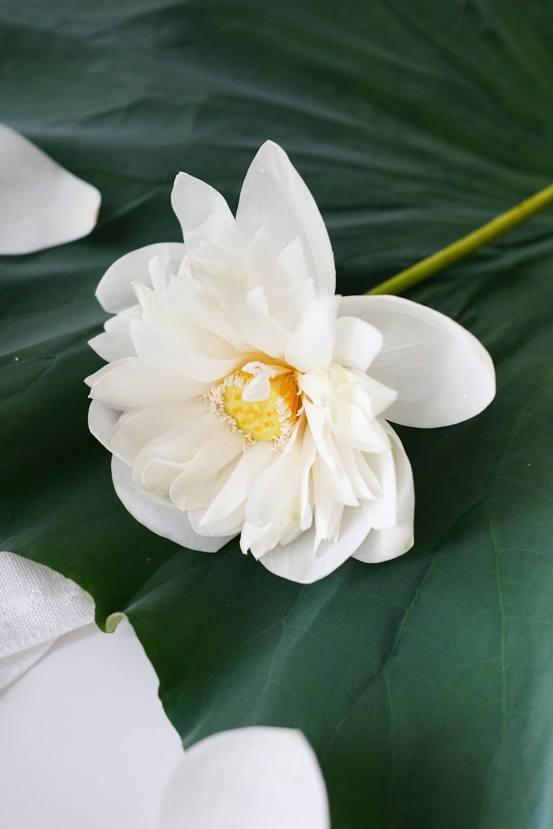 电影《有朵云像你》今天上映 四大亮点相邀浪漫七夕观影助力约会表白